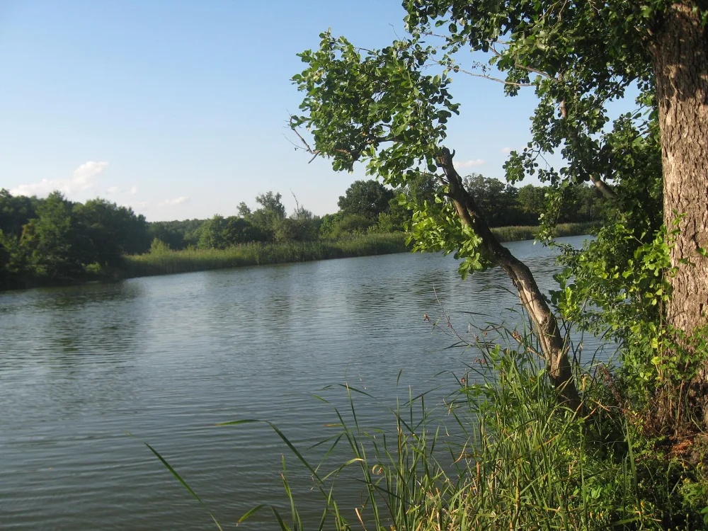 Курлак