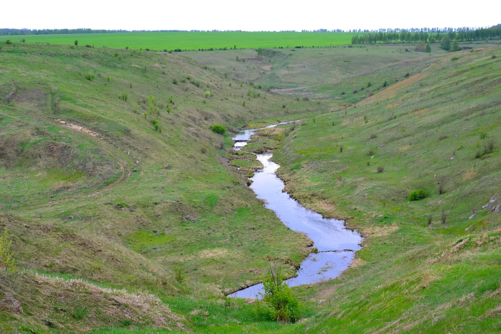 Чичора