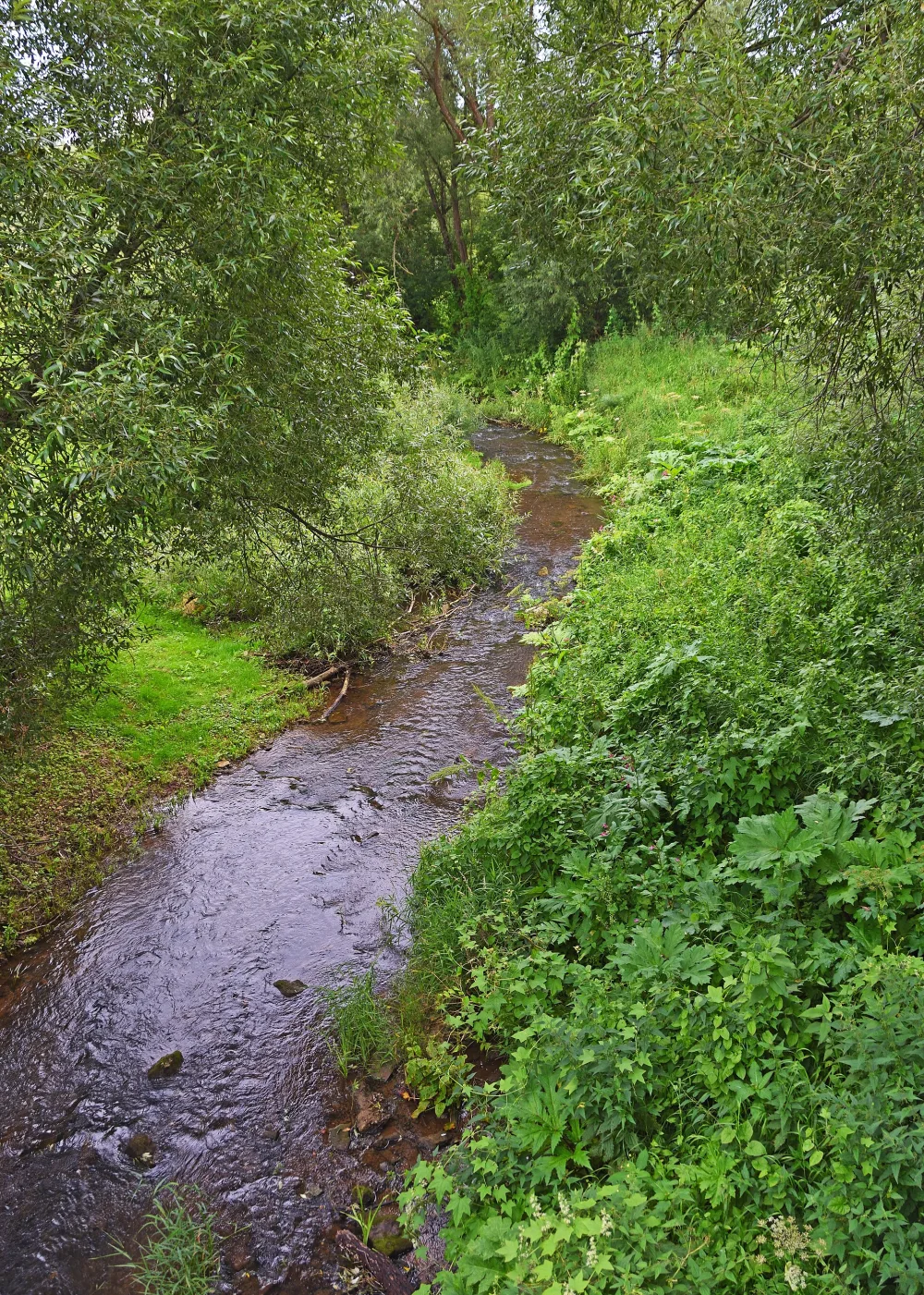Старчонка