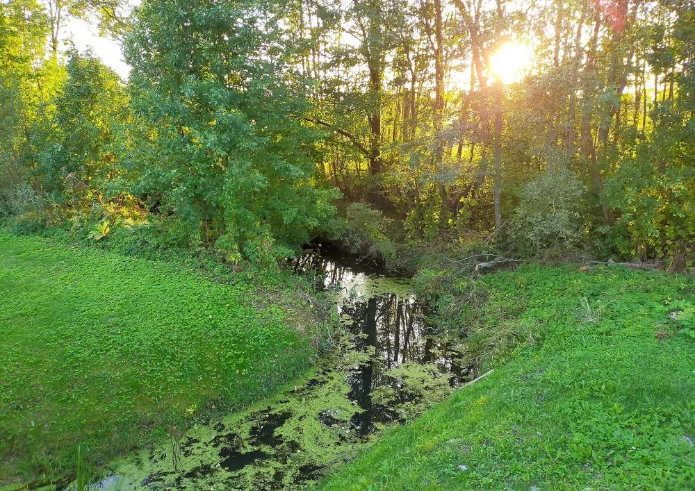 Зарезница