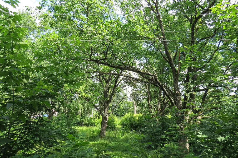Парк (Красная Горка)