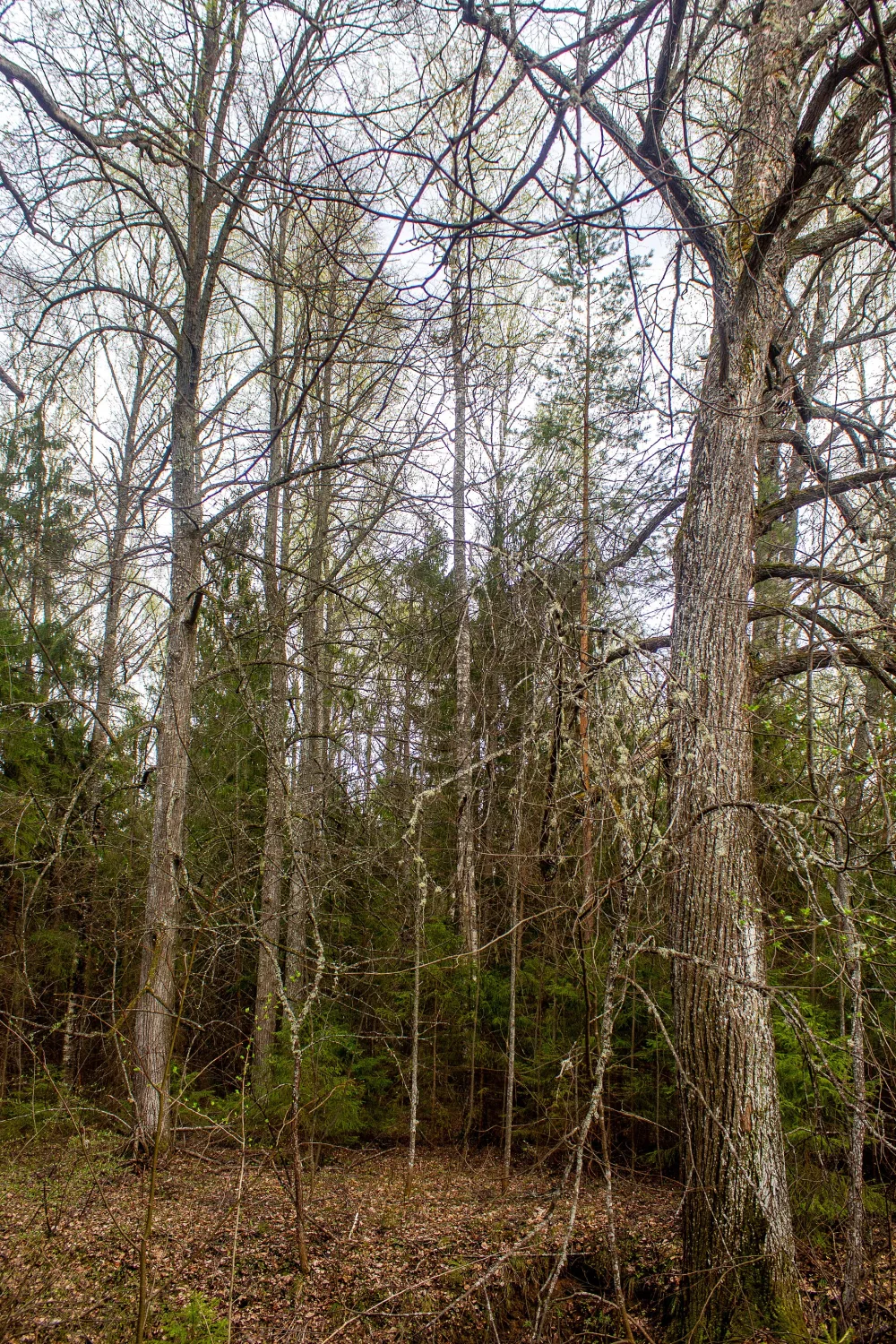 Парк (Стрелица)