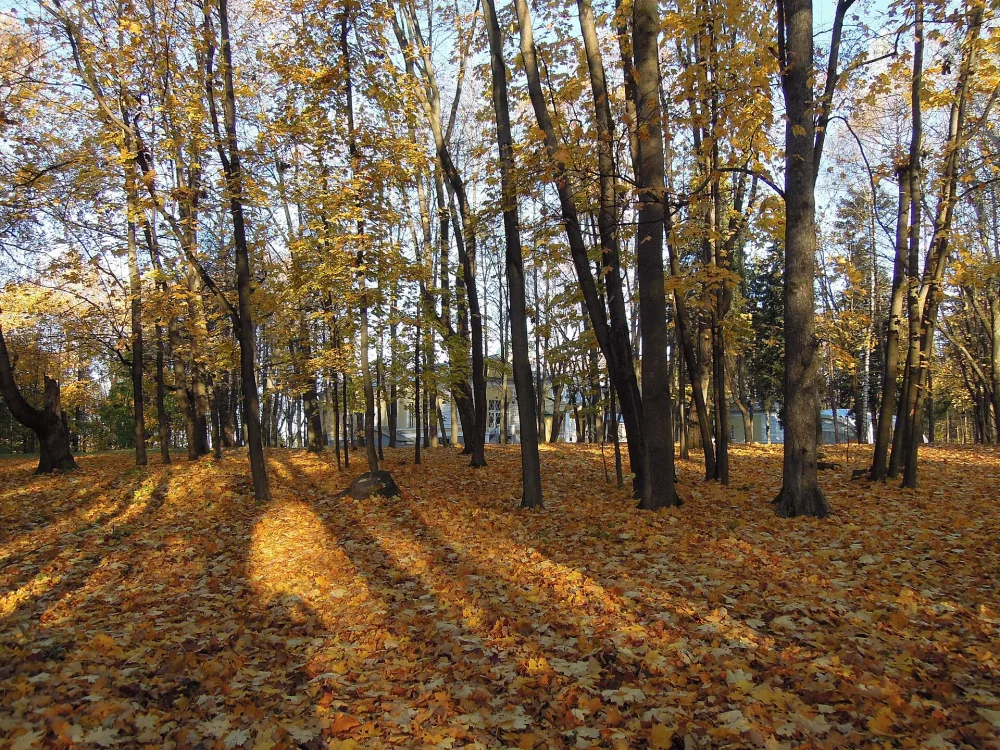 Парк усадьбы Братцево