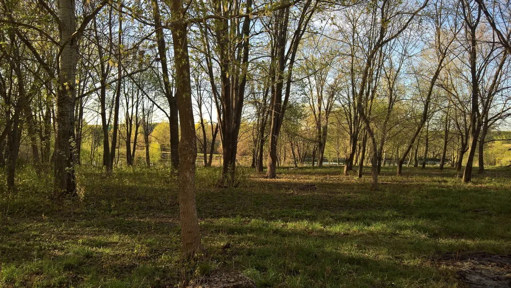 Парк (Елизарово)