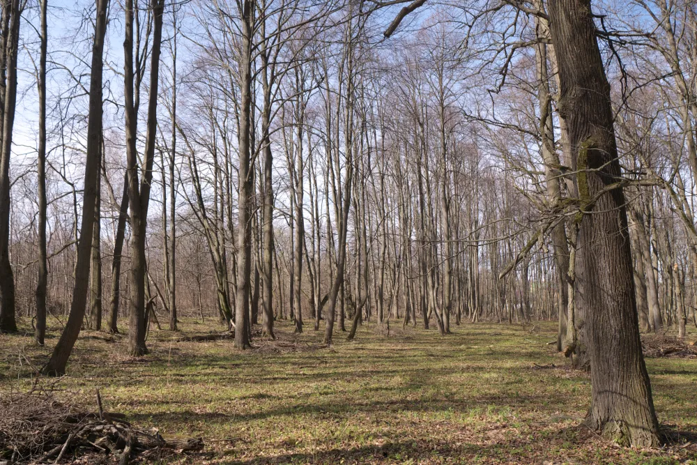 Парк (Верзилово)