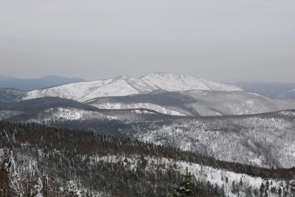 Седая