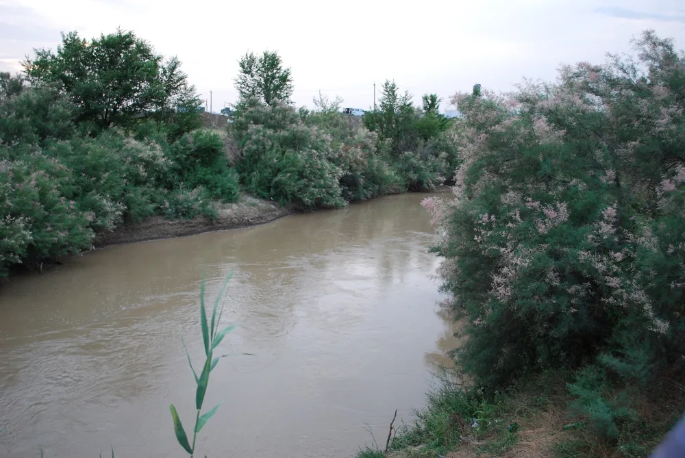 Калаус