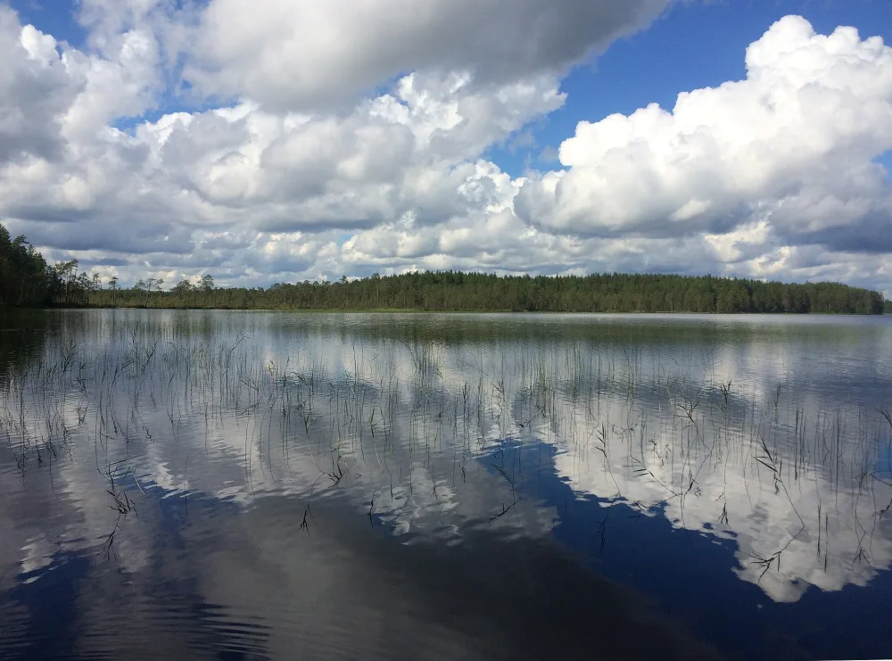 Палват