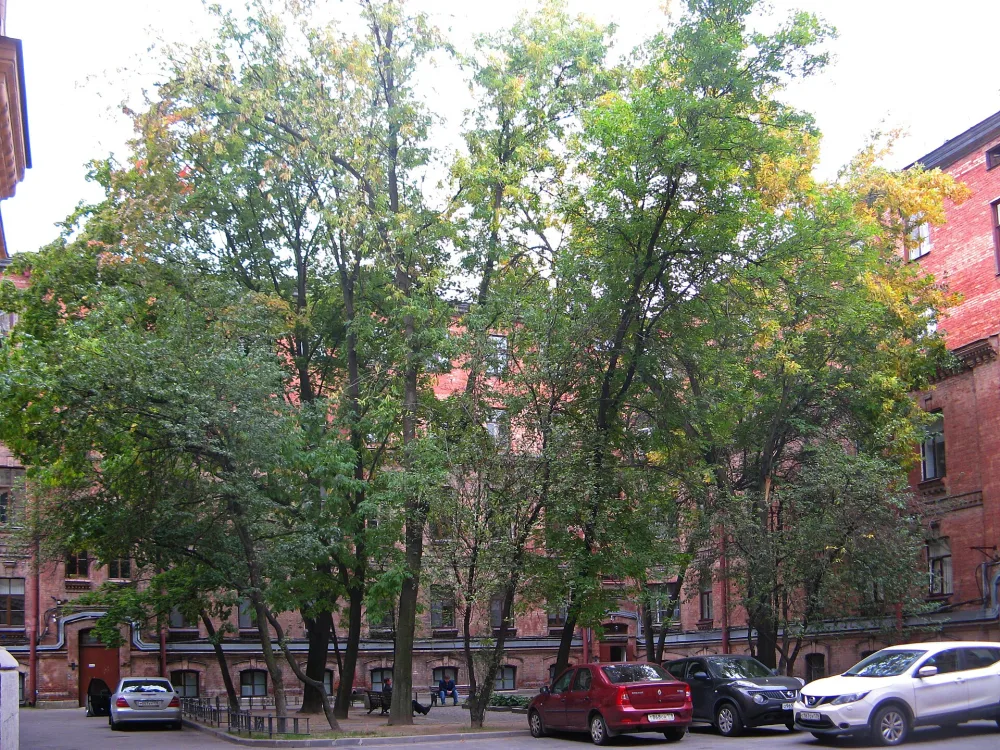 Сад в первом дворе