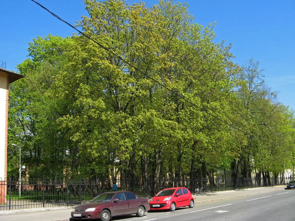 Сад