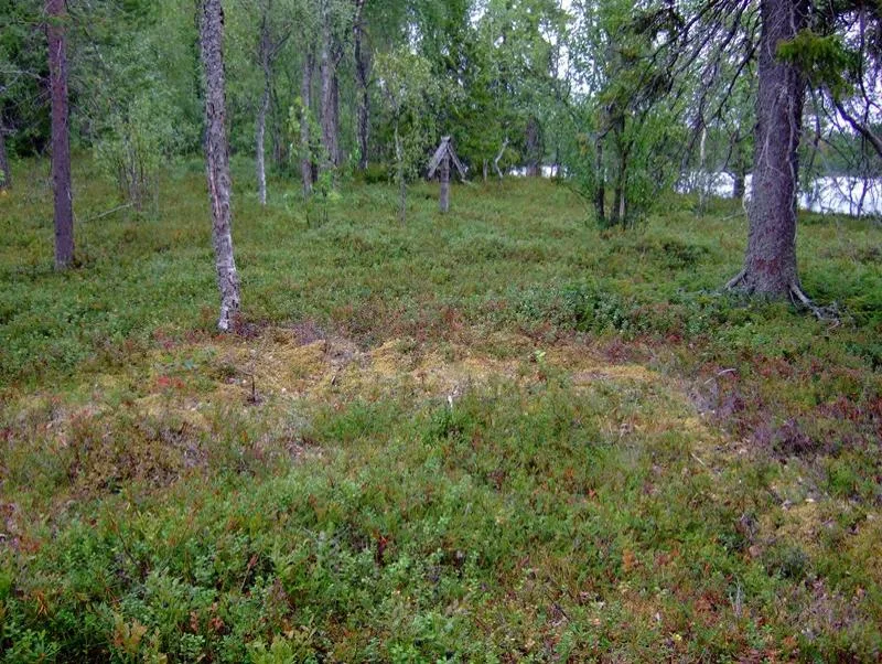 Kalmasaari