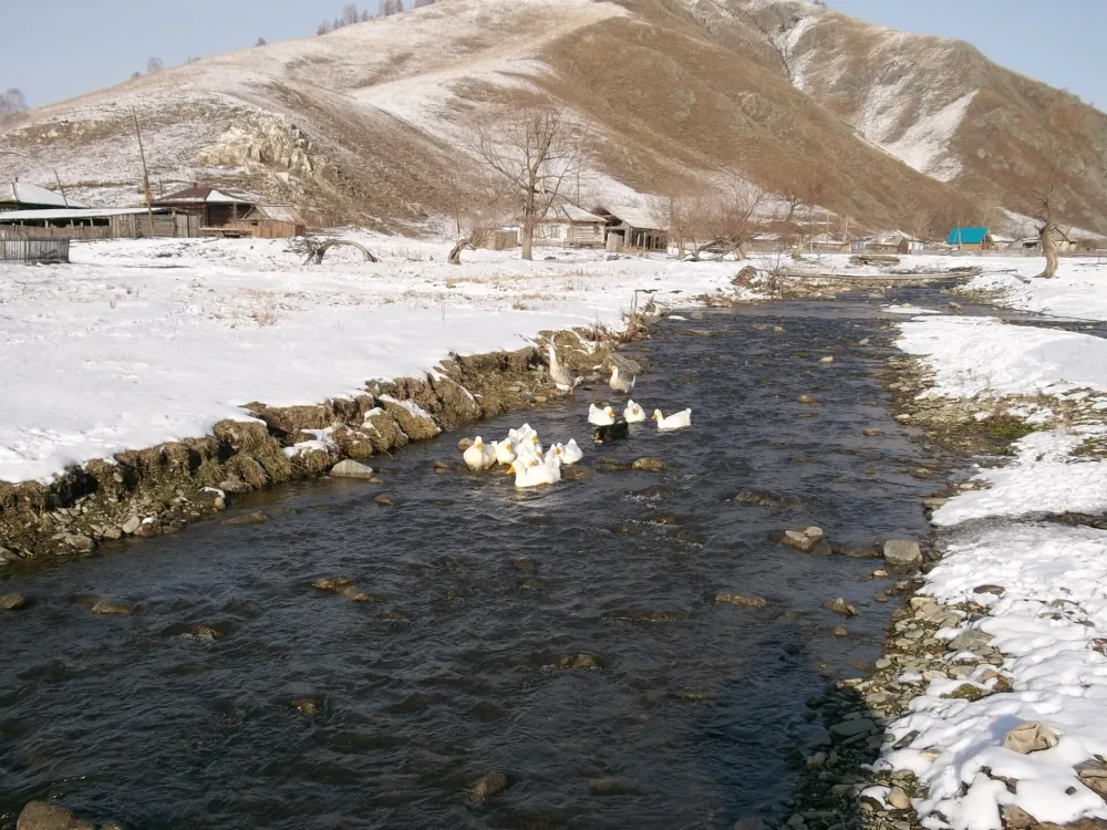 Куевата