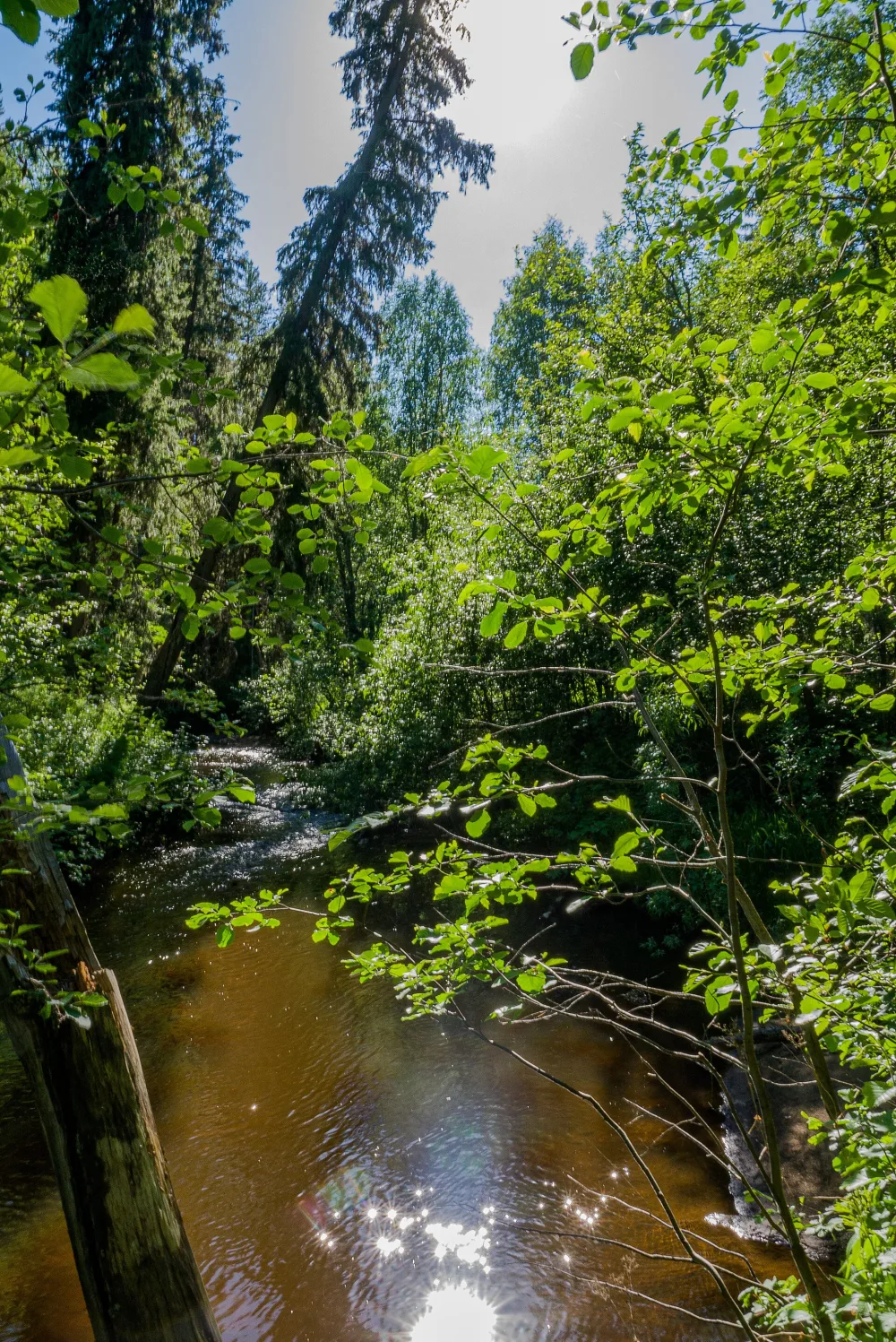 Крохаль
