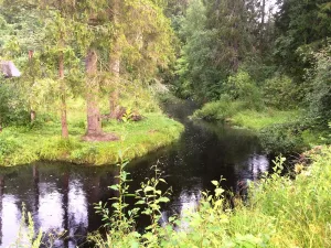 Аурайоки