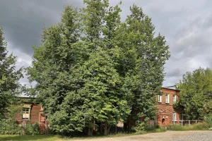 Больница (Тейково)