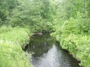 Плотиченка