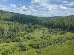 Сарана