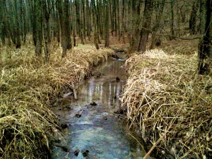 Лопенка