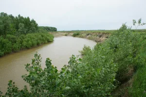 Алей