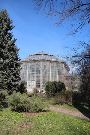Большая пальмовая оранжерея №26