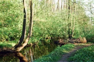 Хрипань