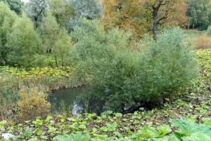 Пруды (три) (Павловск)
