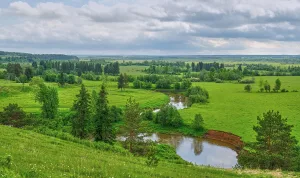 Лоза