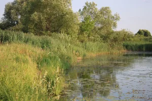 Иржа