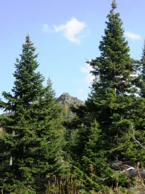 Острая