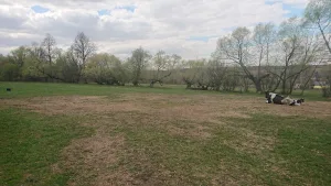 Боскет с обрамлением из ив, лип (Прохорово)