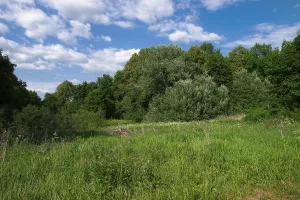 Парк (Панское)
