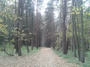 Парк (Обнинск)