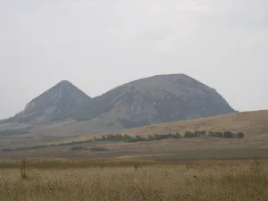 Верблюд