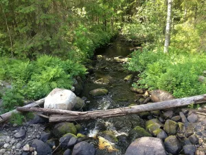 Саморека