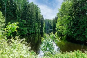 Северный Нижний Новошалейный пруд с плотиной (Павловск)