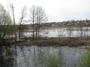 Тара