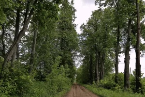 Парк (Большепетровское)