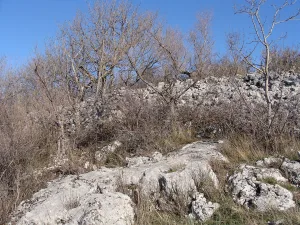 Сююрю-Кая