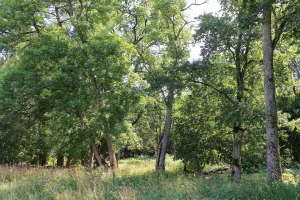 Парк (Гомонтово)