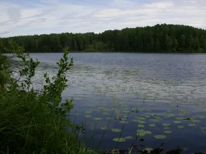 Медвежье