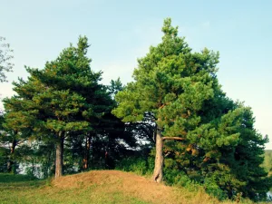 Лебяжское городище