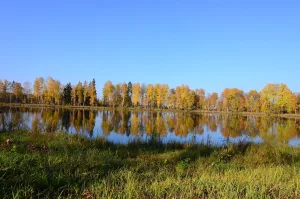 Парк с прудами (Николо-Прозорово)
