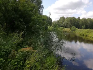 Нижний Круглозальный пруд (Павловск)