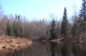 Воя