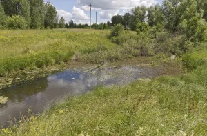 Сосенка