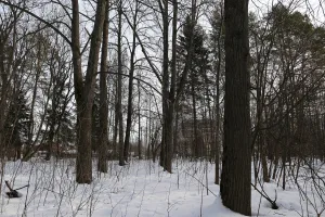 Парк (Патакино)