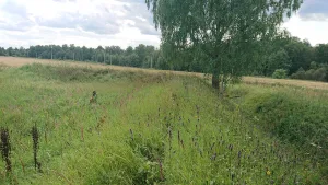 Реданы (три) (Тарутино)