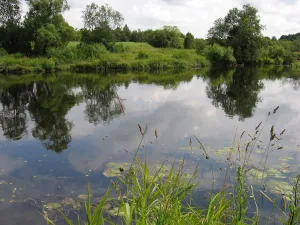 Кава