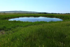 Курашасай