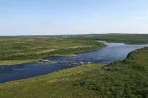 Сухая